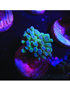 EUPHYLLIA PARANCORA (1h) n°9