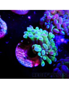 EUPHYLLIA PARANCORA (1h) n°10