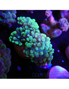 EUPHYLLIA PARANCORA (2 h) n°5