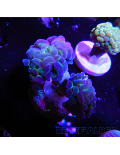 EUPHYLLIA PARANCORA (2 h) n°7