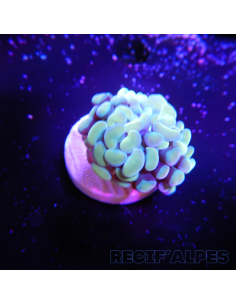 EUPHYLLIA PARANCORA GOLD (1 h) n°9