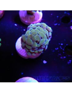 EUPHYLLIA PARANCORA GOLD (1 h) n°14