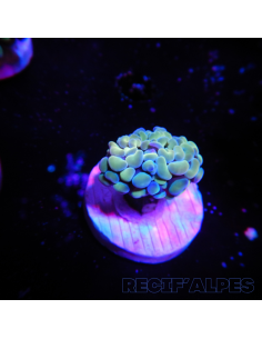EUPHYLLIA PARANCORA GOLD  (1 h) n°17