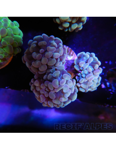 EUPHYLLIA PARANCORA  (3/4 h) n°1