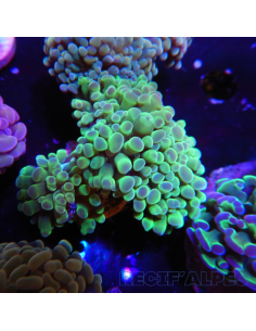 EUPHYLLIA PARANCORA   (3/4 h) n°3