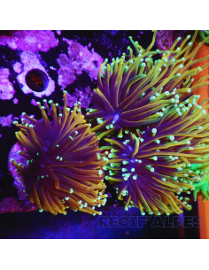 EUPHYLLIA GLABRESCENS DRAGON SOUL
