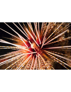 ECHINOTHRIX CALAMARIS