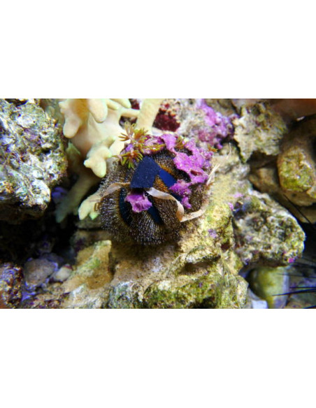 MESPILIA GLOBULUS