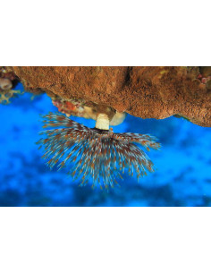 SABELLASTARTE SP.