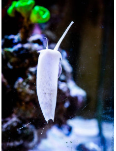 NASSARIUS CORONATUS