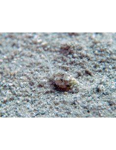 NASSARIUS CORONATUS