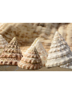 TECTUS PYRAMIS