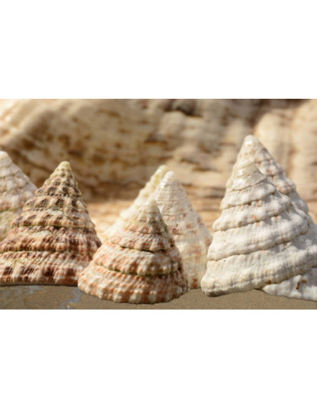 TECTUS PYRAMIS