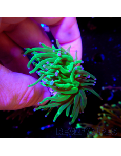 EUPHYLLIA GLABRESCENS BLUEBERRY | Récif Alpes