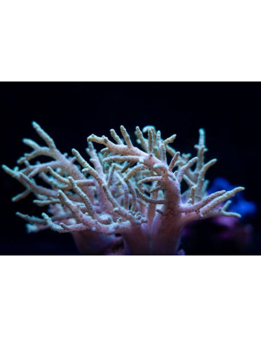 SINULARIA ASTEROLOBATA GREEN