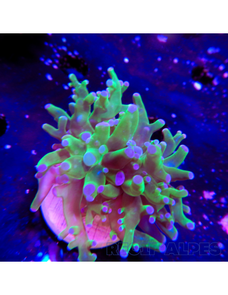 euphyllia paradivisa | Récif Alpes