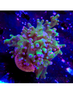 euphyllia paradivisa | Récif Alpes