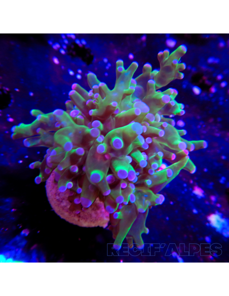 euphyllia paradivisa | Récif Alpes