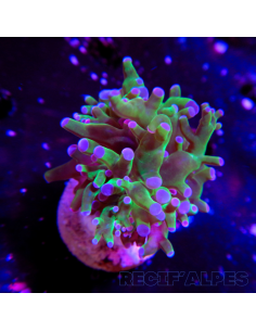 euphyllia paradivisa | Récif Alpes