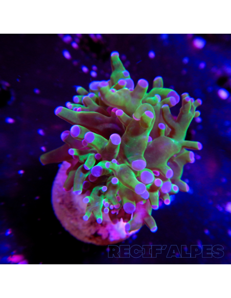 euphyllia paradivisa | Récif Alpes