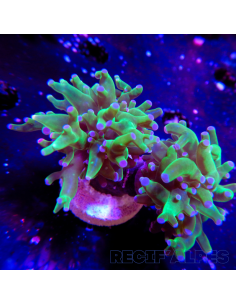 euphyllia paradivisa | Récif Alpes