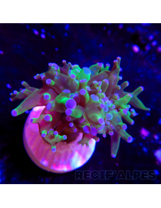 euphyllia paradivisa | Récif Alpes