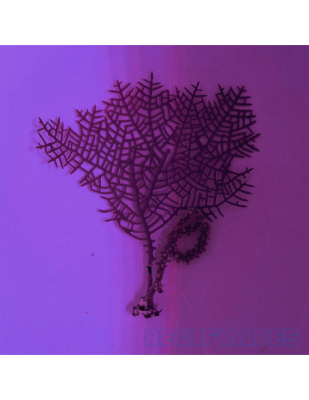 Gorgone Ventalina Symbiotique M