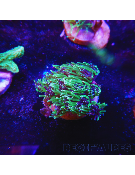GALAXEA SP | Récif Alpes