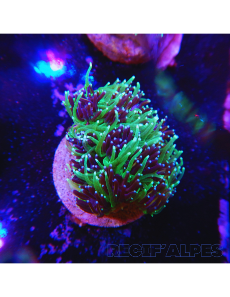GALAXEA SP | Récif Alpes