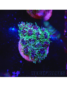 GALAXEA SP | Récif Alpes
