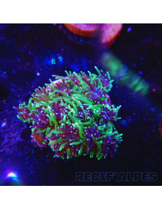 GALAXEA SP | Récif Alpes