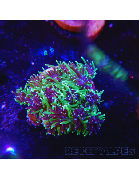 GALAXEA SP | Récif Alpes