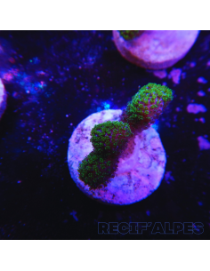 STYLOPHORA PISTILLATA GREEN POLYP | Récif Alpes