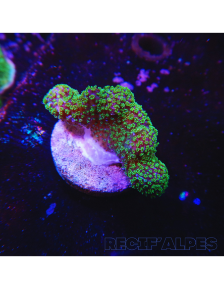 STYLOPHORA PISTILLATA GREEN POLYP | Récif Alpes