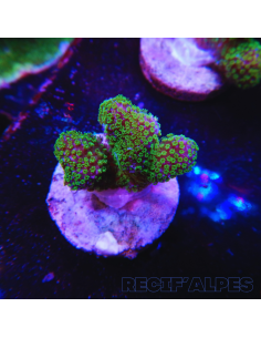 STYLOPHORA PISTILLATA GREEN POLYP | Récif Alpes