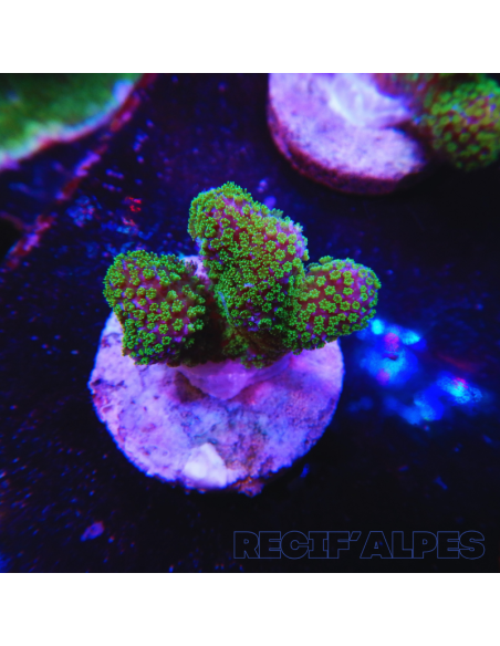 STYLOPHORA PISTILLATA GREEN POLYP | Récif Alpes