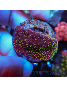 copia de Pavona maldivensis Green
