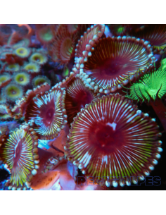 Palythoa grandis