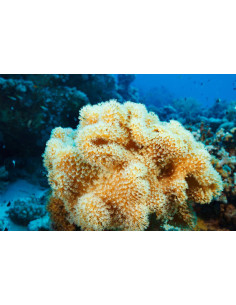 Sarcophyton Ultra Yellow Fidji