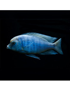 CYRTOCARA MOORII