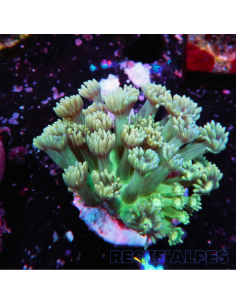 Goniopora lobata vert