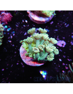 GONIOPORA SP RED 5/6 polypes | Récif Alpes