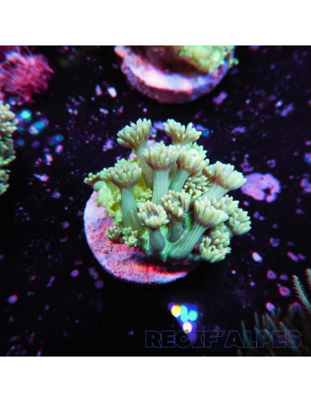 GONIOPORA SP RED 5/6 polypes | Récif Alpes