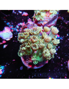 GONIOPORA SP RED 5/6 polypes | Récif Alpes