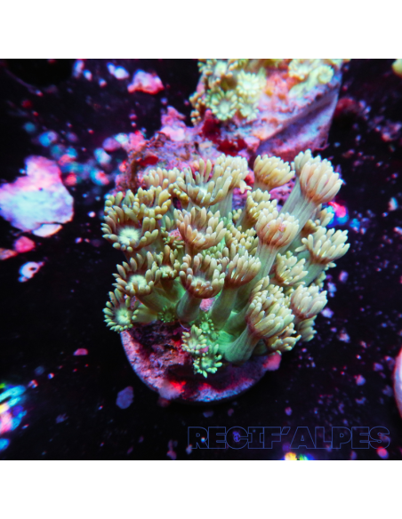 GONIOPORA SP RED 5/6 polypes | Récif Alpes