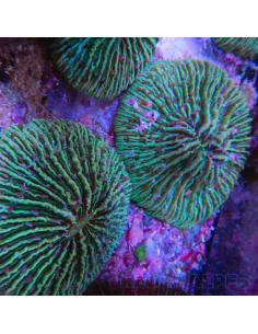 FUNGIA SP VERT | Récif Alpes