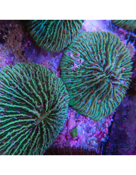 FUNGIA SP VERT | Récif Alpes