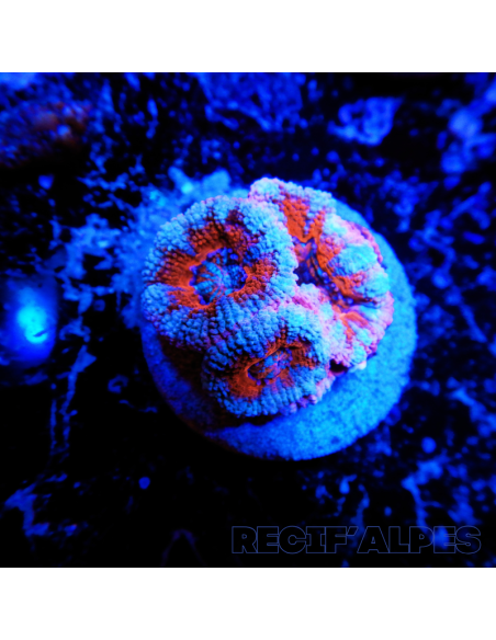 Micromussa lordhowensis (ex Acanthastrea)