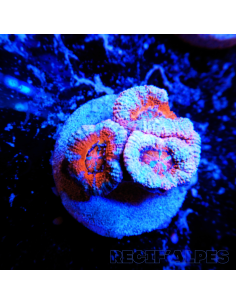 Micromussa lordhowensis (ex Acanthastrea)