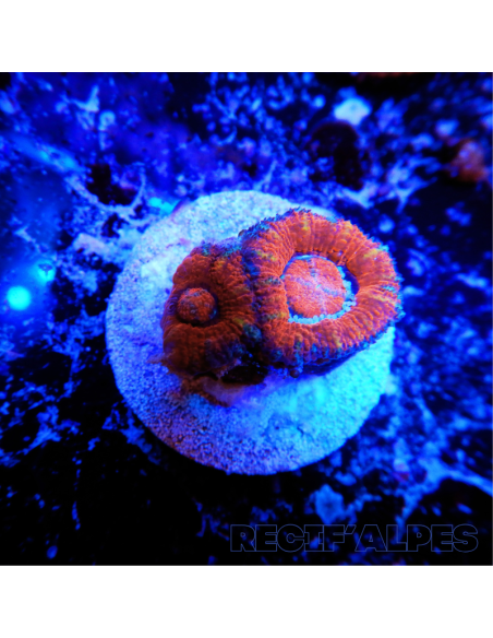 Micromussa lordhowensis (ex Acanthastrea)